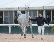 x del Buttasella Tosc Tour2013- S5 1696 : Arezzo, Cavalli d'Italia, Clara del Buttasella, Toscana Tour 2013, foto di Stefano Secchi ©